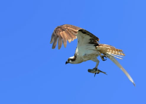 Osprey IV