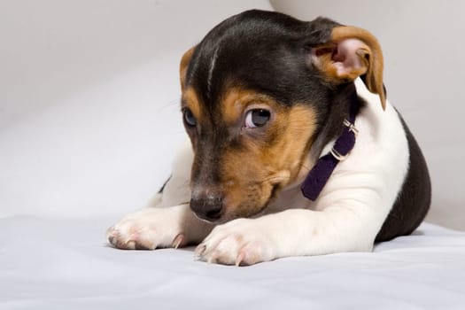 Canis Minor