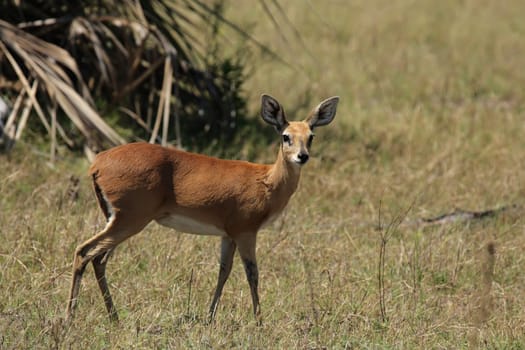 Ibex (Raphicerus campestris) in the Okavango Delta,Botswana