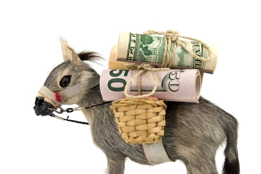 Gold - Donkey
