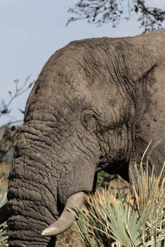 Elephant (Loxodonta africana) in the Okavango Delta,Botswana