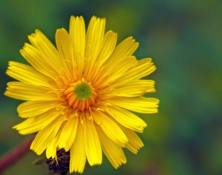 The flowers of the Hawkweed (Hieracium pilosella) are yellow basket flowers of the Leontodon type.