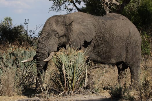 Elephant (Loxodonta africana) in the Okavango Delta,Botswana