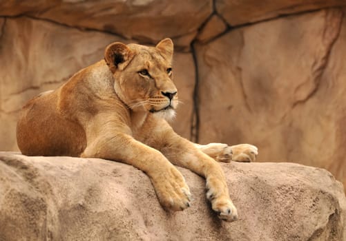 Lioness relaxing...