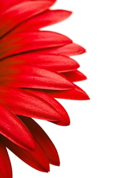 red daisy petals isolated on white