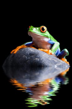 frog on a rock isolated black