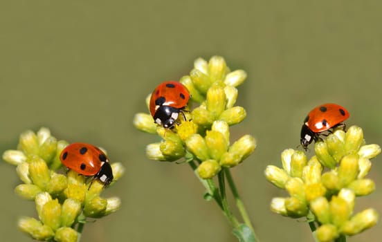 Three Ladybugs