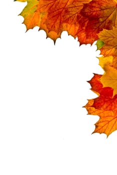 Maple