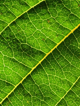 green leaf background