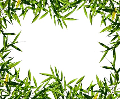bamboo leaf  isolated on white