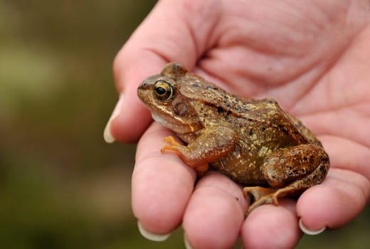 This frog hopped towards us at a stream in Norway.