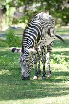 Zebra Grazing