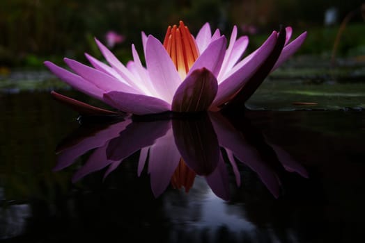 water lily