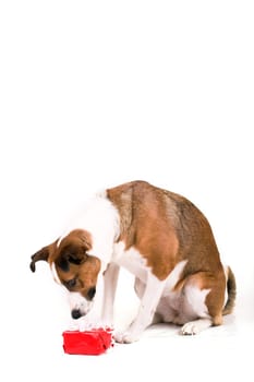Dog with gift