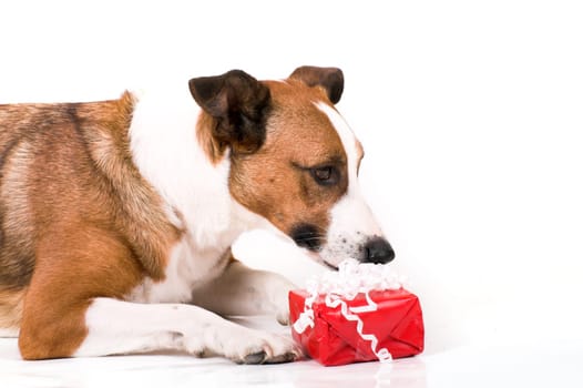 Dog with gift