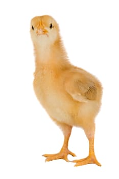 Yellow little chicken