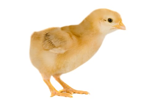 Yellow little chicken