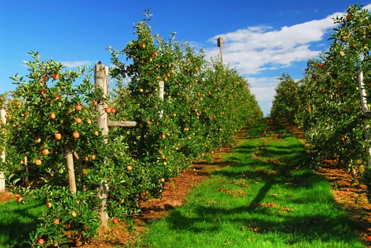 Apple orchard