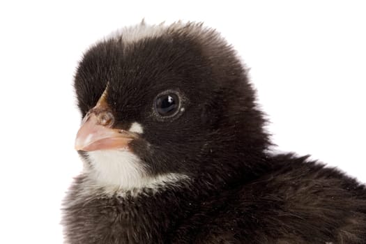 Black little chicken