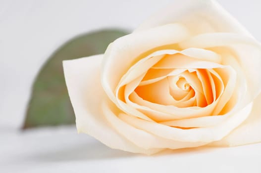 Delicate beige rose