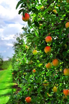 Apple orchard