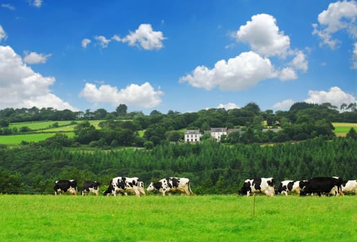 Cows in a pasture
