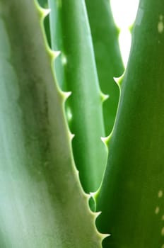 Aloe plant
