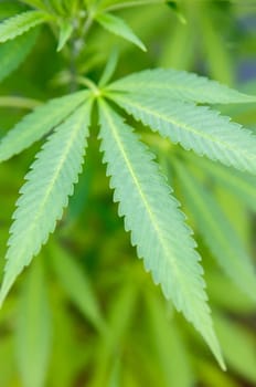Plant of marihuana