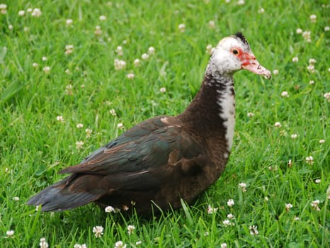 Duck in the meadow