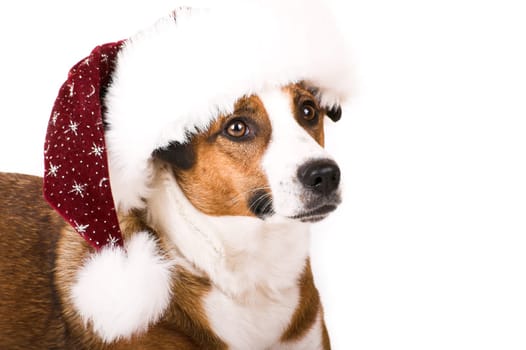 Dog with Santa hat