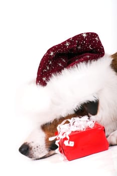 Dog with santa hat and gift