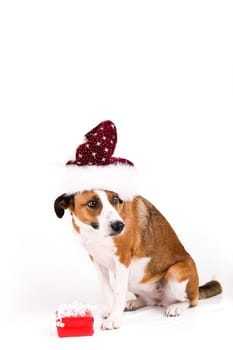 Dog with santa hat and gift