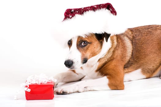 Dog with santa hat and gift
