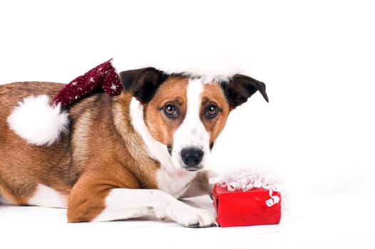Dog with santa hat and gift