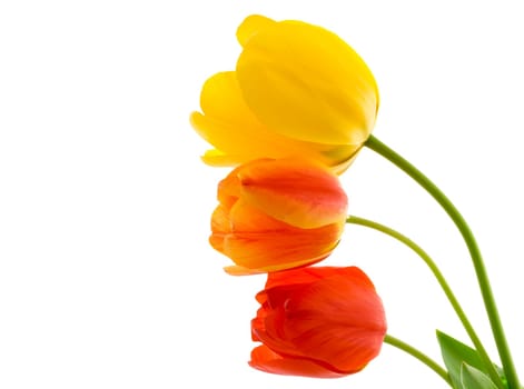 Tulips