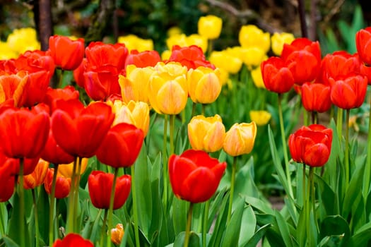 Tulips