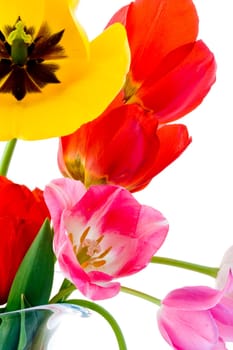 Tulips