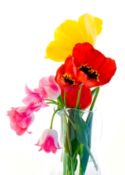 Tulips