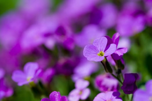 Violet flower