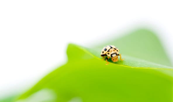 Yellow ladybug
