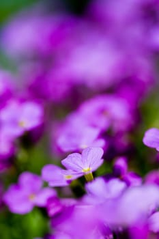 Violet flower