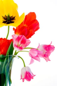 Tulips