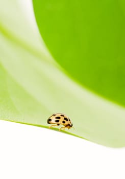 Yellow ladybug