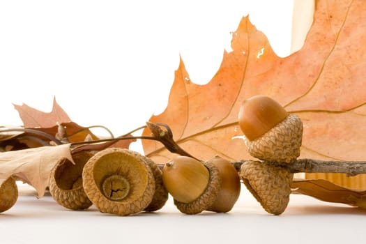 Autumn acorns isolated on white background