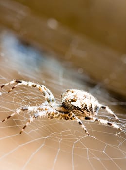 Spider web and spider