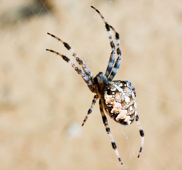 Spider web and spider