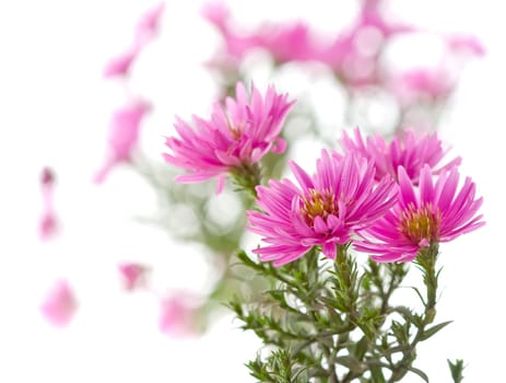 Red chamomile on white background