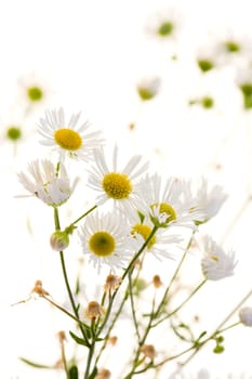 White chamomile on white background