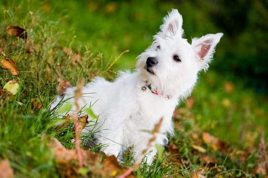 Puppy West highland white terrier