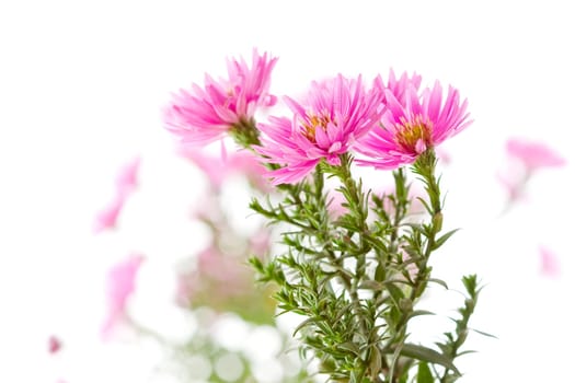 Red chamomile on white background
